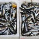 В октябре перевалка рыбы в Мурманском рыбном порту сократилась на 8%