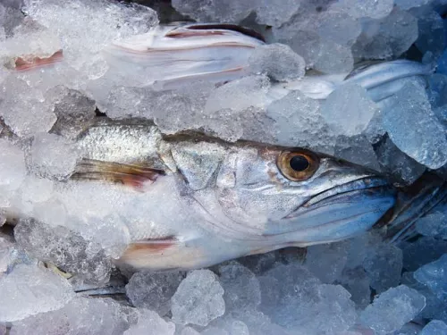 Управлением Россельхознадзора проконтролировано 35,5 тыс. тонн рыбной продукции, поставляемой за рубеж из Мурманской области