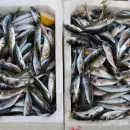 Мойвенная путина увеличила грузооборот рыбной продукции в рыбном порту Мурманска