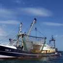 «Мурманский морской рыбный порт» продолжает принимать рыбопромысловые суда с мойвой на борту
