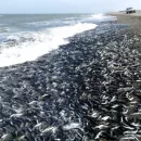 В Мурманске рыбопромышленники прогнозируют завершение вылова мойвы в Баренцевом море