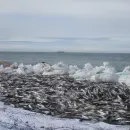 В рыбный порт Мурманска доставляют последнюю на 2022 год мойву