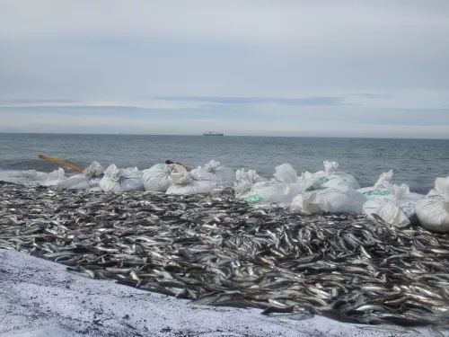 В рыбный порт Мурманска доставляют последнюю на 2022 год мойву