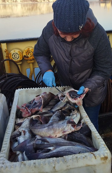 Проведены исследования рыбной продукции из Мурманской областиё