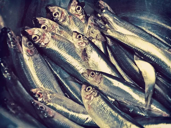Мурманская область отправила 91% всей экспортной рыбопродукции в Европу