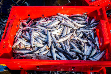 Проведены обследования хозяйствующих субъектов Мурманской области с целью расширения экспортных направлений поставок рыбной продукции