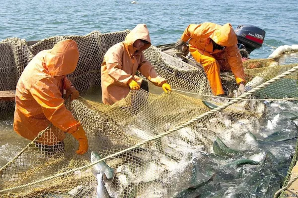 Мурманский филиал ФГБУ «НЦБРП» рассказал о работе в августе в интересах рыбодобытчиков