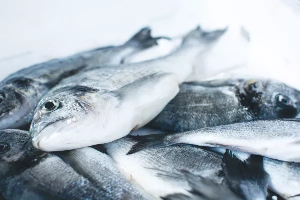 Из Мурманской области экспортировано 138,4 тыс. тонн рыбной продукции