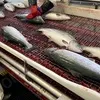 линия для оглушения рыбы в Мурманске